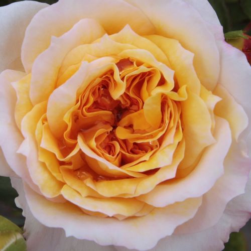 Online rózsa webáruház - nosztalgia rózsa - sárga - Rosa Georges Denjean™ - intenzív illatú rózsa - Dominique Massad - Igazán mutatós sárga virágú rózsa, vörös szegélyű külső szirmokkal.